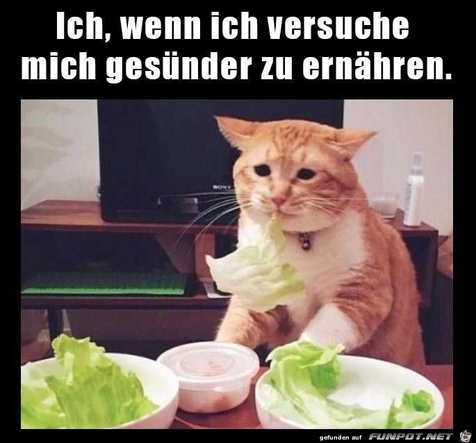 gesuender gesuender