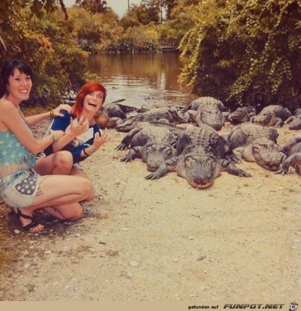 Die Krokos kommen Die Krokos kommen