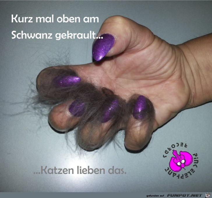 Katzen lieben das Katzen lieben das