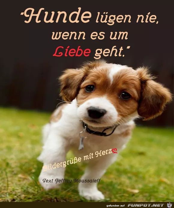 hunde luegen nie