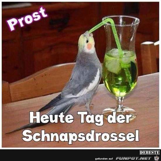 schnapsdrossel schnapsdrossel