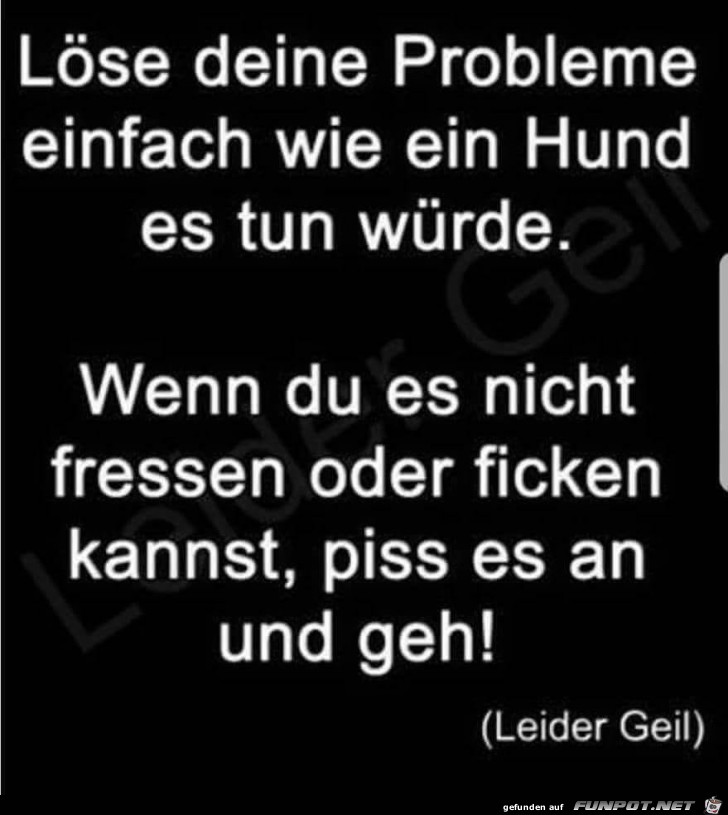 Löse deine Probleme einfach wie ein Hund Löse deine Probleme einfach wie ein Hund