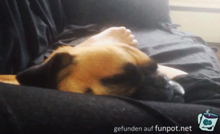 Wie bitte Wie bitte
