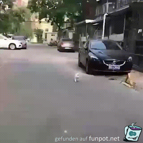 Gangart Gangart