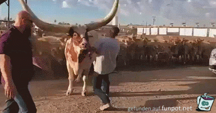 Großer Stier Großer Stier