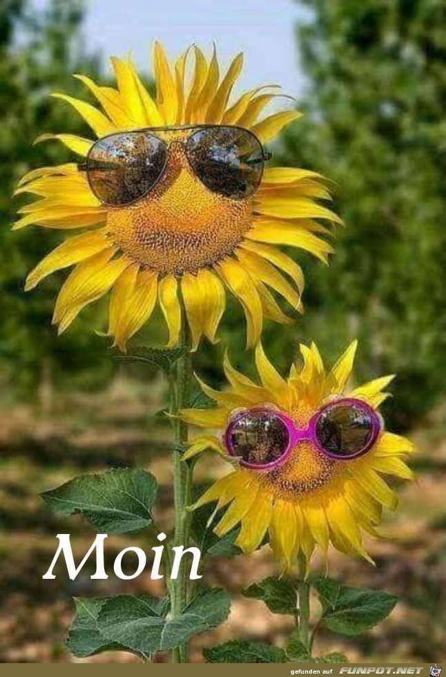 Guten Morgen Guten Morgen