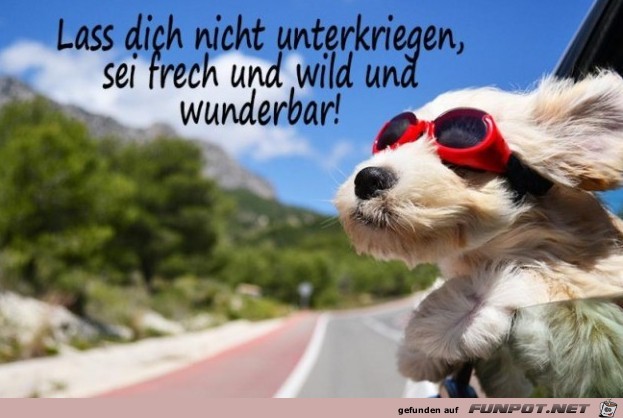 aufmunternder-spruch-hund-mit-roter-sonnenbrille