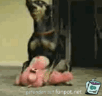 Hund hat auch Bedürfnisse Hund hat auch Bedürfnisse
