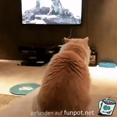 Tiger kommt Tiger kommt