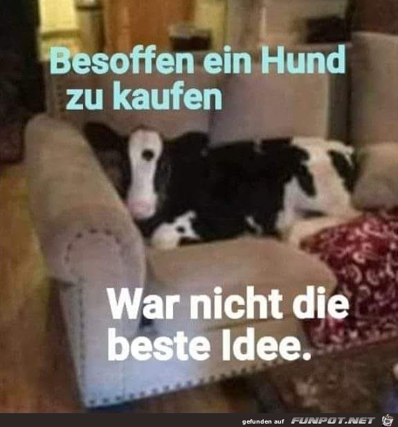 Besoffen einen Hund kaufen