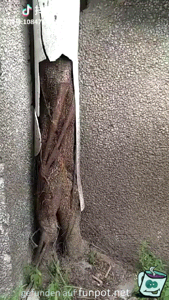 Die Baumwurzeln kämpfen sich durch Die Baumwurzeln kämpfen sich durch