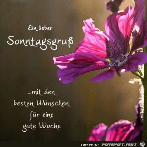 Ein lieber Sonntagsgruss Ein lieber Sonntagsgruss