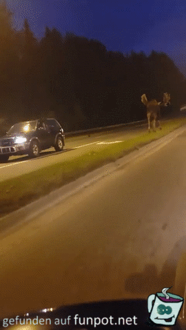 Ein ausgewachsener Elch auf dem Highway