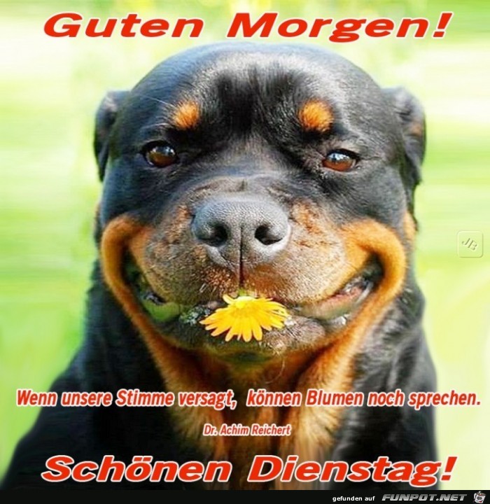Dienstag Dienstag