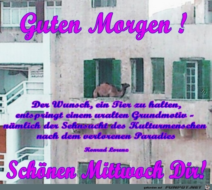 Mittwoch Mittwoch