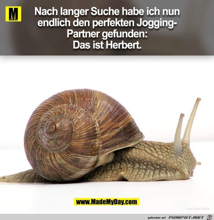 Herbert Herbert