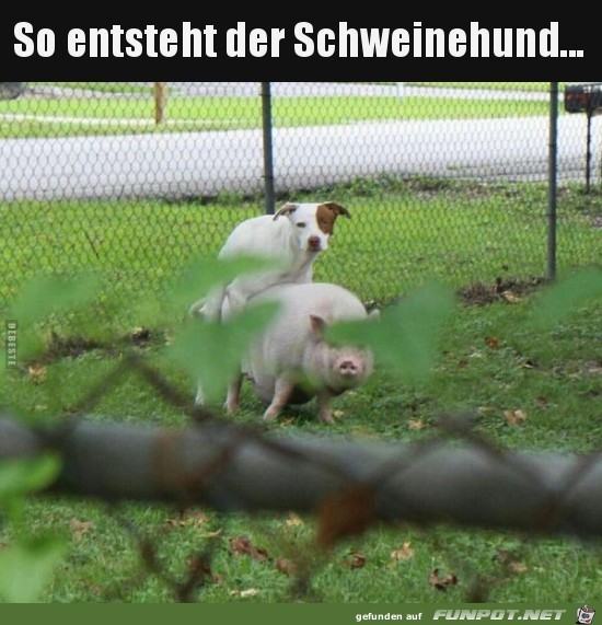 Der Schweinehund Der Schweinehund