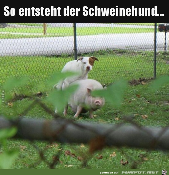 Der Schweinehund