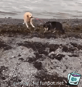 witzige animierte Bilder mit Hunden aus verschiedenen Blogs