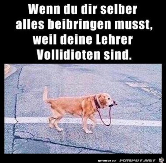 Lehrer sind doof Lehrer sind doof