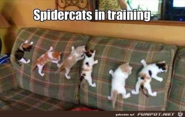 spidecats