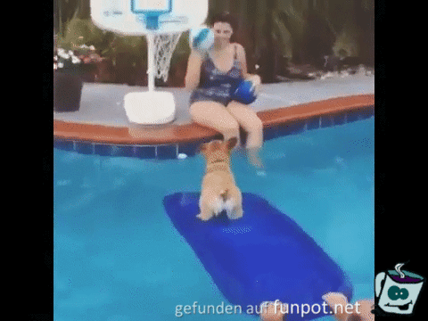 Sportlicher Hund Sportlicher Hund