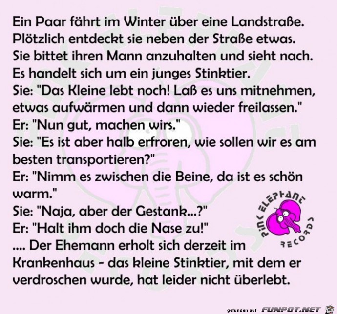 kleines Stinktier kleines Stinktier
