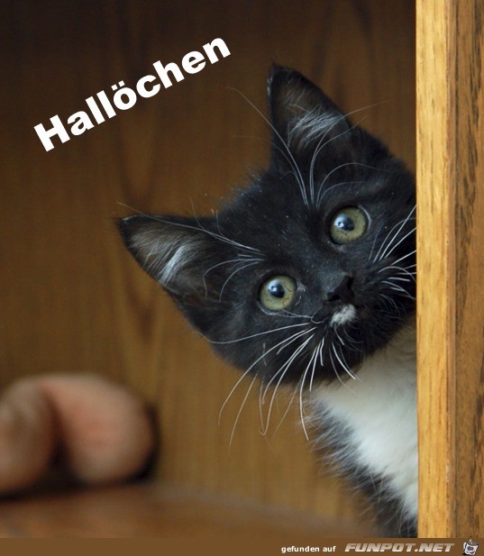 Hallöchen Hallöchen
