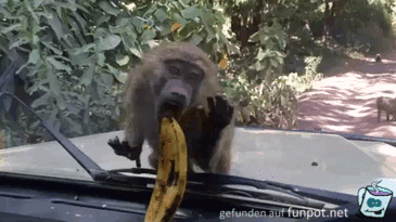 Hol Dir die Banane Hol Dir die Banane