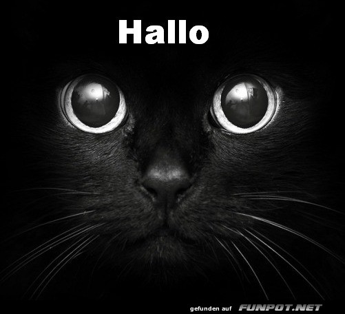 Hallo Hallo