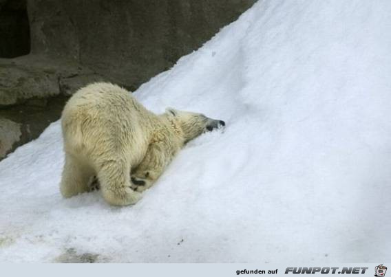 tiere27 tiere27