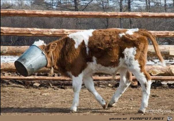 tiere29 tiere29