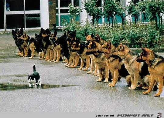 tiere31 tiere31