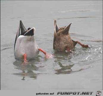 tiere32 tiere32