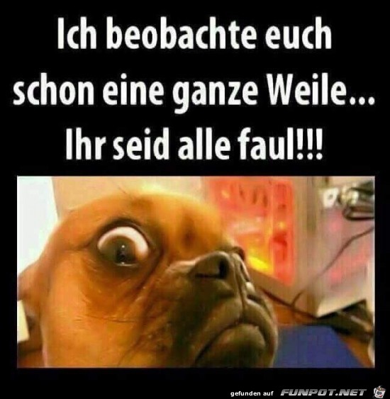 ich beobachte euch...... ich beobachte euch......