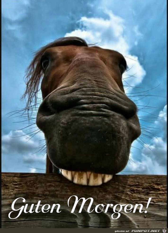 Guten Morgen Guten Morgen