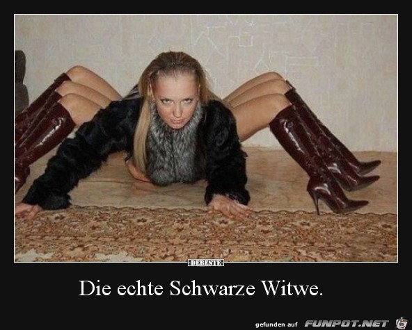Schwarze Witwe