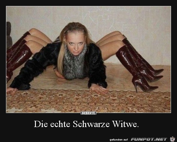 Schwarze Witwe Schwarze Witwe