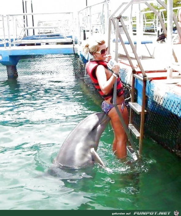 Frecher Delphin Frecher Delphin