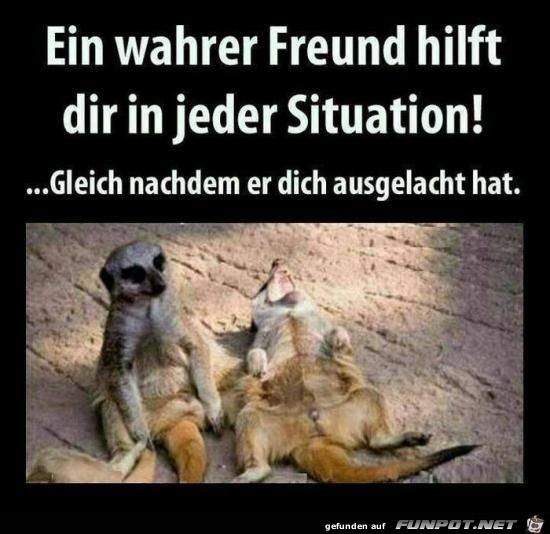 ein wahrer freund ein wahrer freund