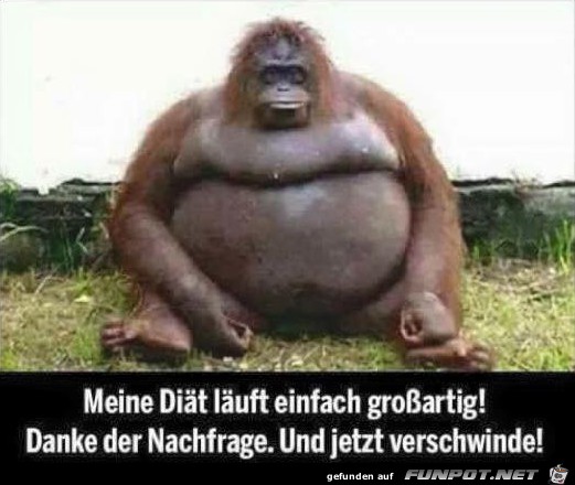 Diät läuft spitze Diät läuft spitze