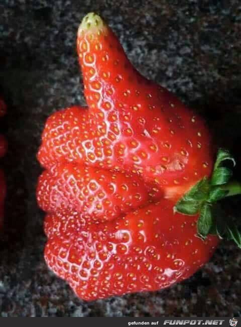 Erdbeere Erdbeere