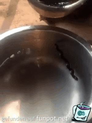 Beim eingiessen flüchtet der Wurm Beim eingiessen flüchtet der Wurm