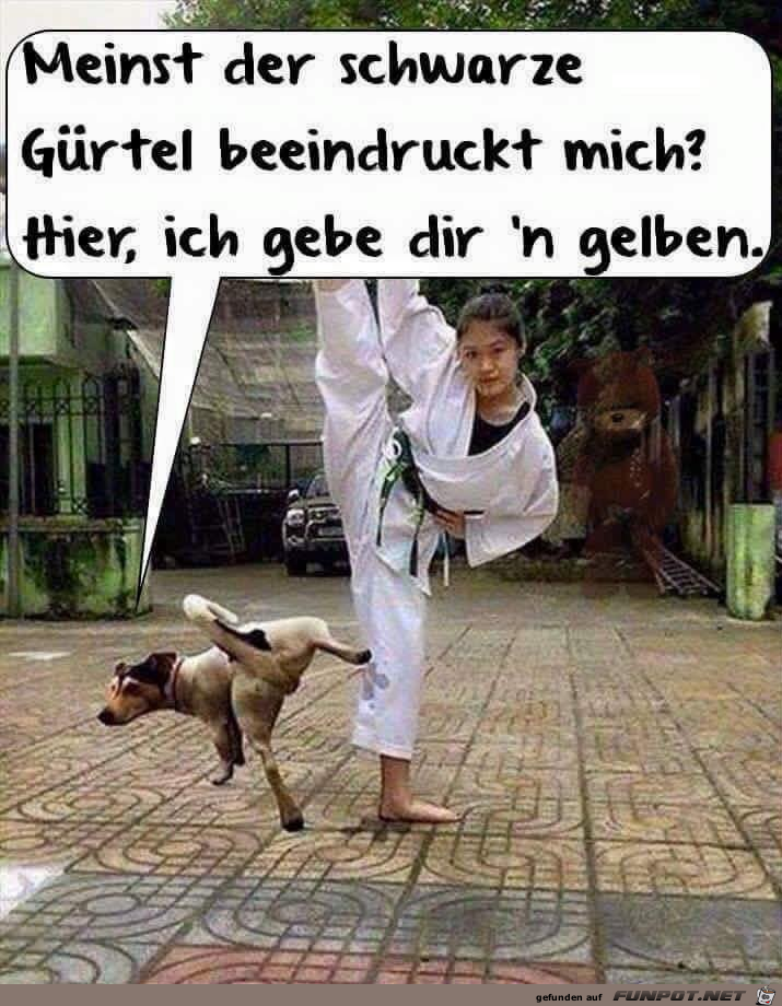 Gelber Gürtel Gelber Gürtel