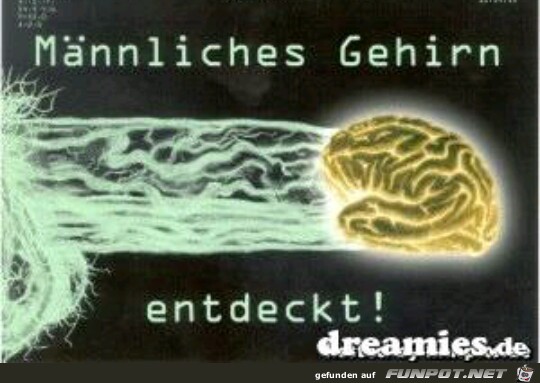 Männliches Gehirn Männliches Gehirn