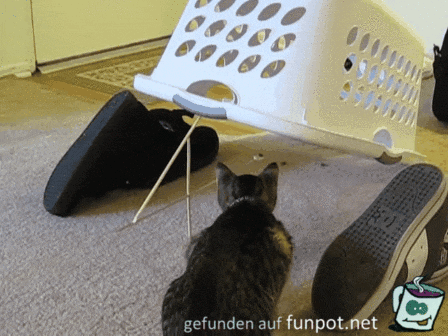 Katzenfalle Katzenfalle
