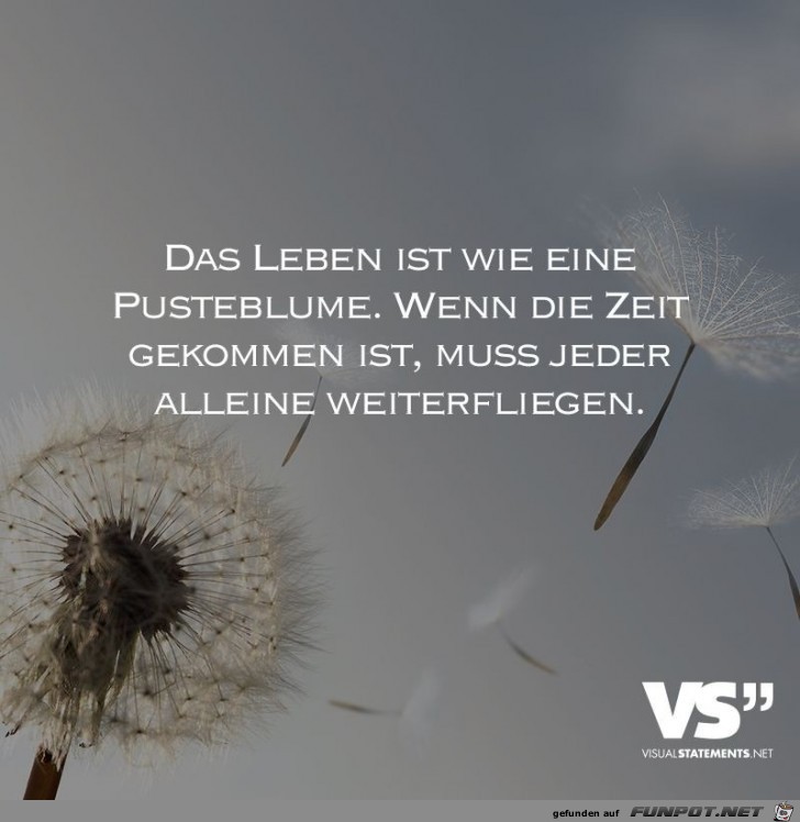 das leben ist wie eine pusterblume