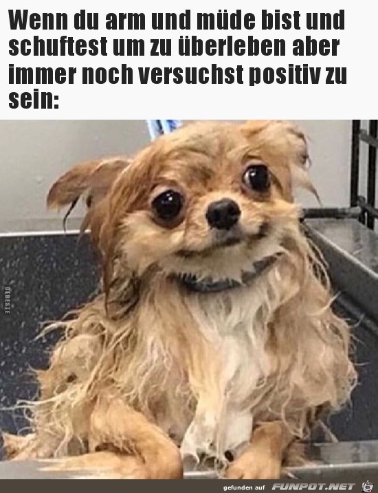 wenn du arm und müde bist wenn du arm und müde bist