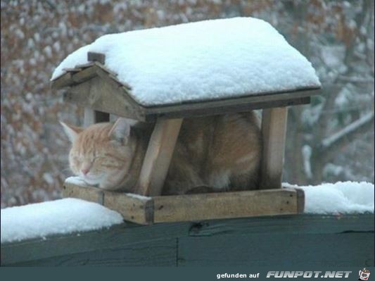 tiere34 tiere34