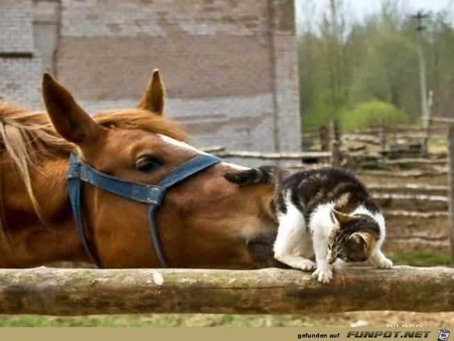 tiere36 tiere36